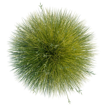 Festuca gautieri tree plan, top view, cutout, transparent background, isolate, Circular arrangement of lush green sedge grass with delicate flower blooms against a black background.