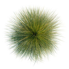 Obraz premium Festuca glauca tree plan, top view, cutout, transparent background, isolate, Abstract Circular Burst of Green Spikes on Black Background - Modern Art Graphic Element