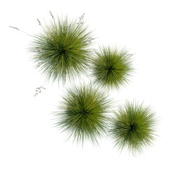Obraz premium Festuca glauca tree plan, top view, cutout, transparent background, isolate, Stylized Pine Cones with Delicate Grass Elements - Botanical Design for Creative Projects