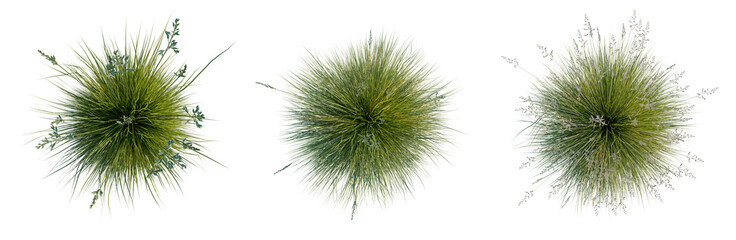 Obraz premium Festuca glauca tree plan, top view, cutout, transparent background, isolate, Three Ornamental Grasses Rendered in a Realistic Style - Perfect for Botanical Designs