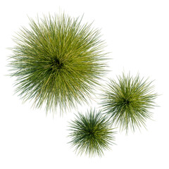 Fototapeta premium Festuca mairei tree plan, top view, cutout, transparent background, isolate, Three spiky green seed pods on black background - close up studio shot