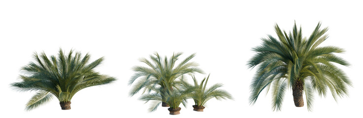 Fototapeta premium Macrozamia moorei tree, elevation, front view, cutout, transparent background, isolate, Three Palm Trees - Set of Decorative Elements for Game Development, Landscape Design