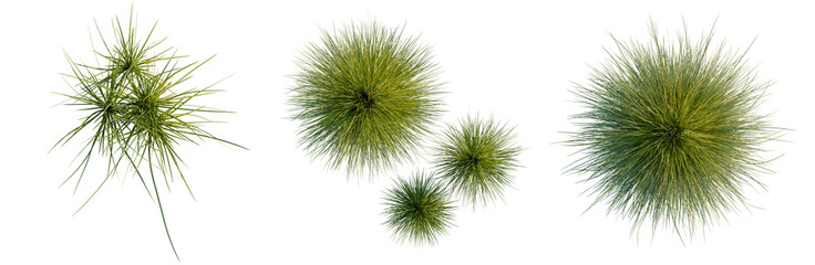 Fototapeta premium Festuca mairei tree plan, top view, cutout, transparent background, isolate, Collection of Tillandsia Air Plants - Decorative Green Spiky Tropical Succulents PNG