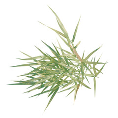 Fototapeta premium Hakonechloa macra tree plan, top view, cutout, transparent background, isolate, Close-up of lush green ornamental grass blades against a dark background.