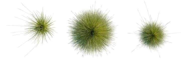 Obraz premium Festuca mairei tree plan, top view, cutout, transparent background, isolate, Three abstract spherical formations with dynamic green tendrils - modern digital art