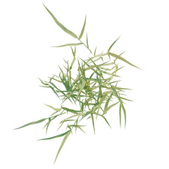 Fototapeta premium Hakonechloa macra tree plan, top view, cutout, transparent background, isolate, Delicate Bamboo Leaves Arrangement - Natural Texture for Design and Background Use