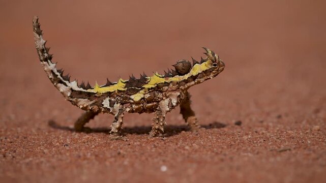 thorny devil moves forward slowly, jerkily, side close-up, Video, Western Australia