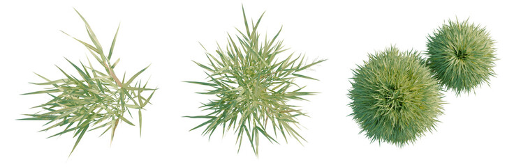 Obraz premium Hakonechloa macra tree plan, top view, cutout, transparent background, isolate, Set of spiky plants isolated on white background - decorative element for design