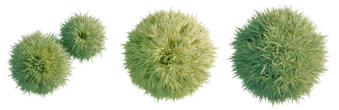 Hakonechloa macra tree plan, top view, cutout, transparent background, isolate, Set of spiky green balls - collection of stylized spheres for design elements and decorative accents.