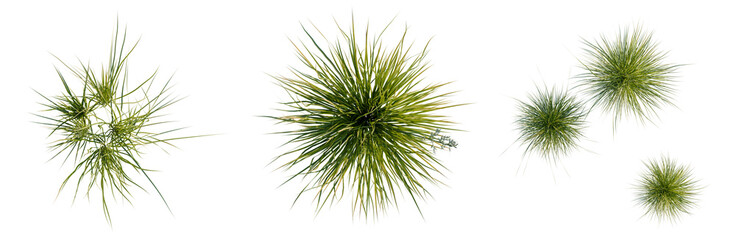 Obraz premium Helictotrichon sempervirens tree plan, top view, cutout, transparent background, isolate, Set of green ornamental plants isolated on a transparent background for various design projects.