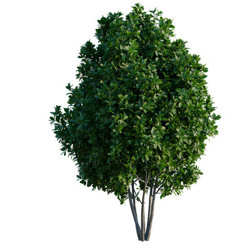 Rhamnus frangula tree, elevation, front view, cutout, transparent background, isolate, Detailed Render of a Lush Evergreen Tree with Realistic Foliage on Black Background