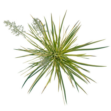 Koeleria macrantha tree plan, top view, cutout, transparent background, isolate, Yucca Plant with Blooming Flower Stock Photo - Desert Flora Illustration