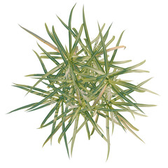 Fototapeta premium Miscanthus floridulus tree plan, top view, cutout, transparent background, isolate, Striking Yucca Plant with Variegated Foliage - A Detailed Botanical Illustration for Design Use