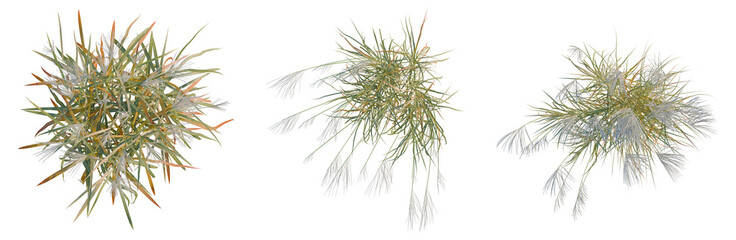Miscanthus sacchariflorus tree plan, top view, cutout, transparent background, isolate, 3D Rendering of Ornamental Tillandsia Air Plants – Decorative Succulent Plant Collection