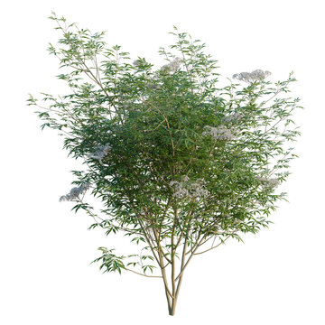 Sambucus nigra tree, elevation, front view, cutout, transparent background, isolate, Viburnum lantana with flowers - detailed realistic 3d render for landscaping and design