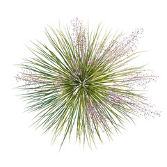 Obraz premium Muhly grass tree plan, top view, cutout, transparent background, isolate, Overhead view of ornamental grass with delicate purple blooms against a dark background