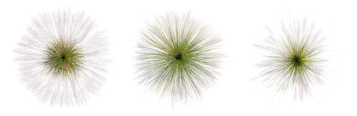 Obraz premium Muhly grass tree plan, top view, cutout, transparent background, isolate, Abstract Spherical Forms - Trio of Decorative Elements for Design Projects