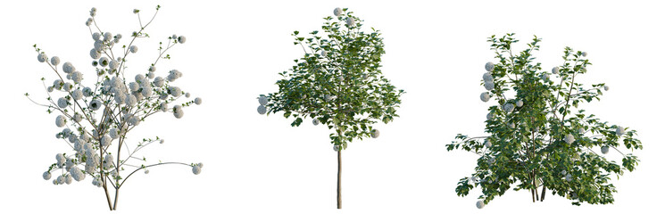 Naklejka premium Viburnum opulus tree, elevation, front view, cutout, transparent background, isolate, Set of flowering shrubs with green leaves and delicate blossoms - perfect for garden design elements.