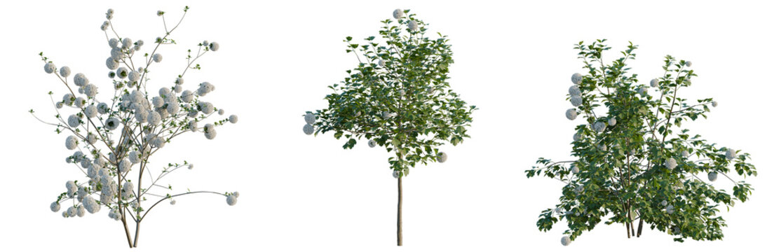 Viburnum opulus tree, elevation, front view, cutout, transparent background, isolate, Set of flowering shrubs with green leaves and delicate blossoms - perfect for garden design elements.
