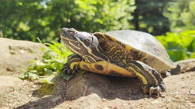 A happy turtle rests contentedly on a sunny rock. It enjoys the warmth in a peaceful green forest. The scene feels completely serene and calm.
