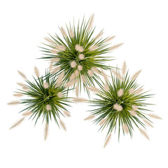 Obraz premium Pennisetum orientale tree plan, top view, cutout, transparent background, isolate, Three Desert Plants with Creamy Flowers on a Black Background - Stock Photo