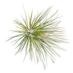 Obraz premium Pennisetum orientale tree plan, top view, cutout, transparent background, isolate, Elegant Ornamental Grass with Fluffy Seed Heads - Natural Beauty for Design