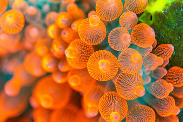 Close-up of orange anemones with striped tentacles in an aquarium. © Pete Niesen Photo
