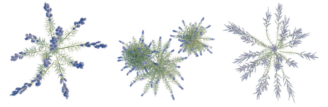 Perovskia atriplicifolia tree plan, top view, cutout, transparent background, isolate, Abstract Fractal Tree Structures - Visual Representation of Complex Systems and Natural Growth Patterns