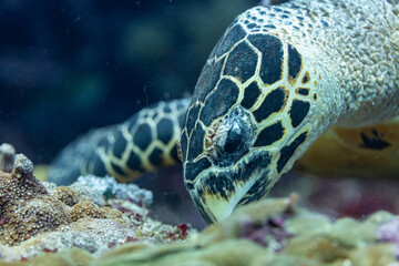 Fototapeta premium A Hawksbill sea turtle (Eretmochelys imbricata) swims near coral.