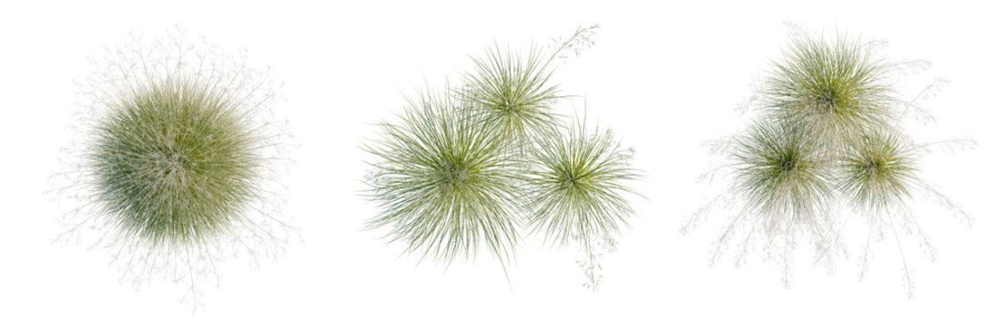 Stipa gigantea tree plan, top view, cutout, transparent background, isolate, Three Lush Green Bushes - Ideal for Landscaping Designs and Natural Backdrops