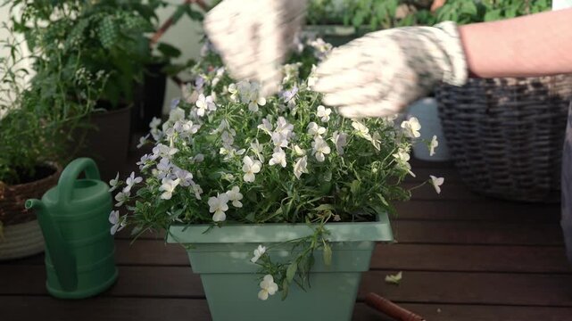 Woman removing faded blossoms from flowering balcony plants. Regular flower care and gardening maintenance at home