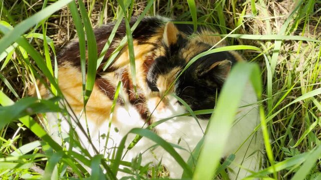 A cozy calico cat sleeps peacefully while curled up in a secret patch of tall green grass. It looks completely relaxed, safe, and content under the warm sunshine.