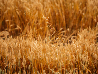 Obraz premium Golden rye field in soft focus with natural bokeh