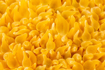 Close-up of the tentacles of a yellow sea anemone. © Pete Niesen Photo