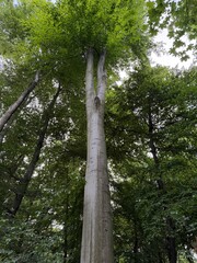 Fototapeta premium trees in the forest