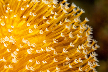 Close-up of a yellow coral with white polyps. © Pete Niesen Photo