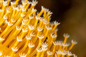 Close-up of yellow coral polyps with white tips. © Pete Niesen Photo