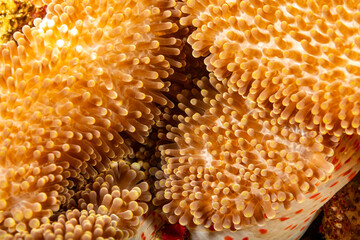 Close-up of a Magnificent Sea Anemone (Heteractis magnifica) tentacles. © Pete Niesen Photo
