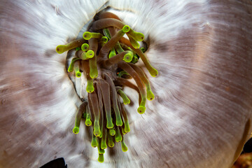 Close-up of a sea anemone's tentacles and oral disc. © Pete Niesen Photo