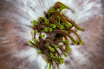 Close-up of a sea anemone's tentacles, showing their green tips against a pale background. © Pete Niesen Photo