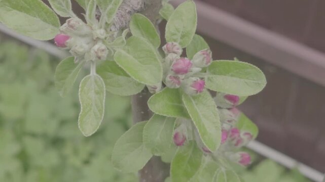 Flower buds appear on apple tree branches in spring season at local garden