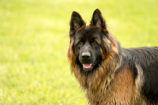 German Shepherd Dog portrait on a green background