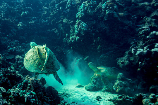2 Green Sea Turtles, Chelonia mydas, fight over a spot to sleep in the crevice of a tropical coral reef