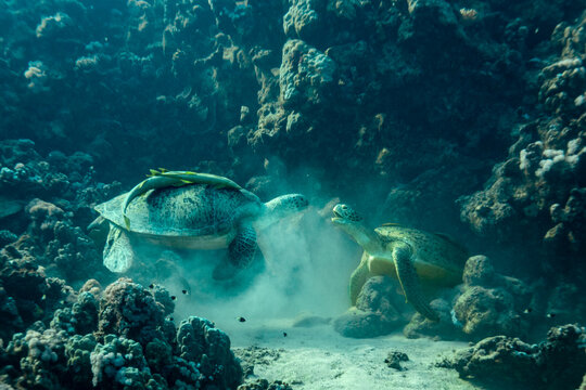 2 Green Sea Turtles, Chelonia mydas, fight over a spot to sleep in the crevice of a tropical coral reef