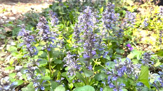 Purple ajuga flowers blooming in spring garden
