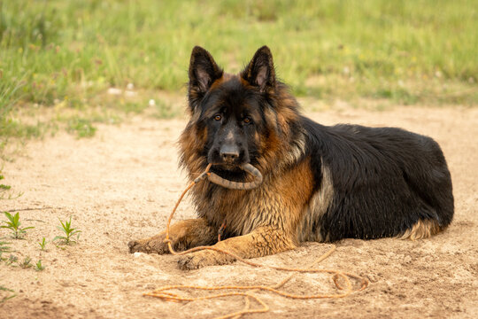 German Shepherd Dog lying