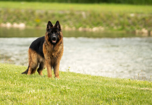 German Shepherd Dog standing by the river in nature
