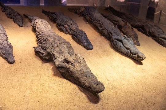 Mummified crocodiles on display in a museum exhibit.