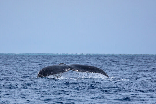 A humpback whale (Megaptera novaeangliae) fluke disappears into the ocean.