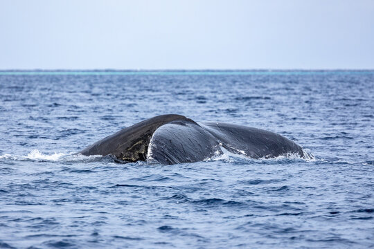 Humpback whale (Megaptera novaeangliae) fluke dives into the ocean.